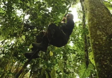 Caminata en Tambopata5