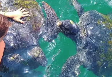 ¿Conocías el nado con tortuga en Máncora?