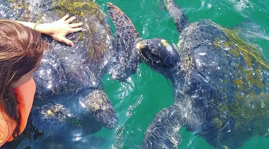 ¿Conocías el nado con tortuga en Máncora?