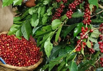 Ruta del Té & Cacao-3-1