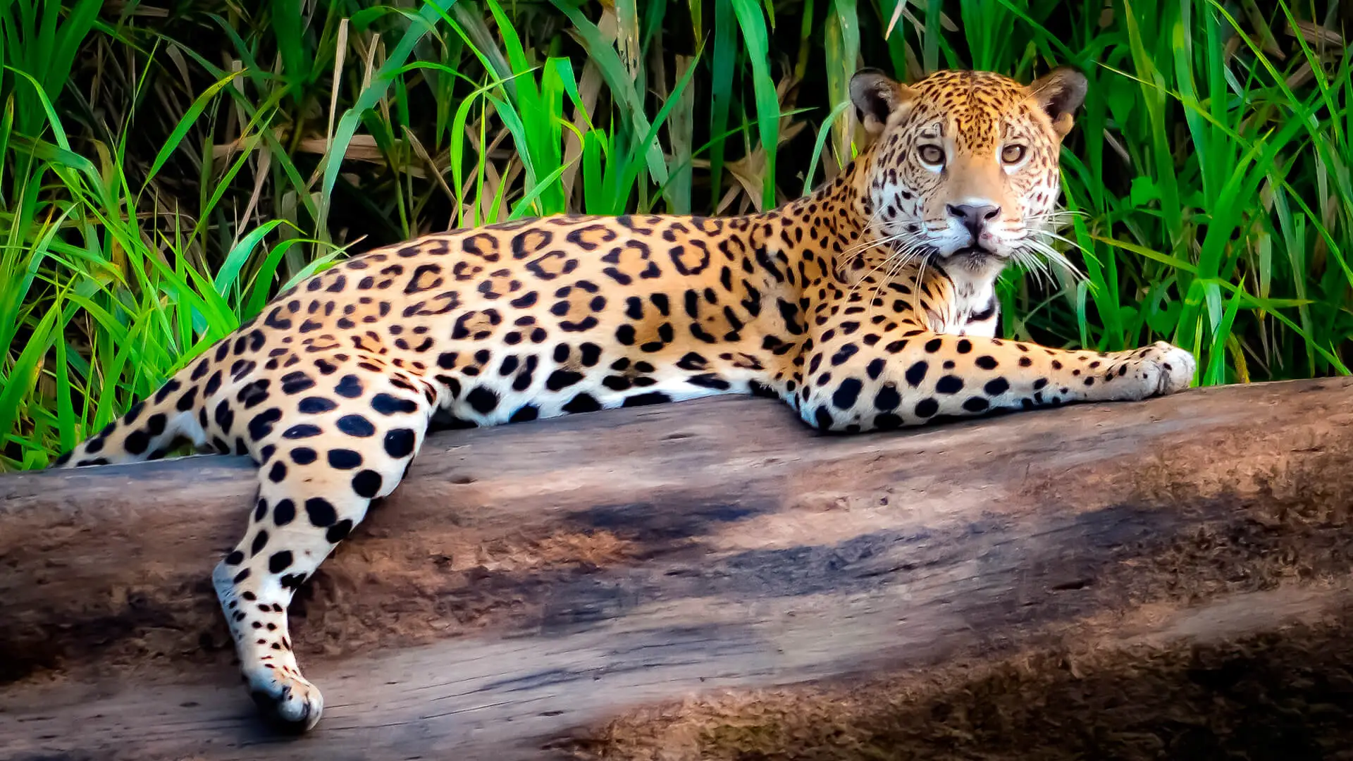 Tambopata – Lago Sandoval 2D y 1N