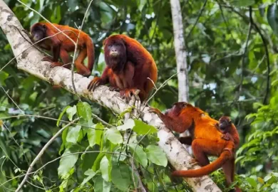 Tambopata Ecoaventura5