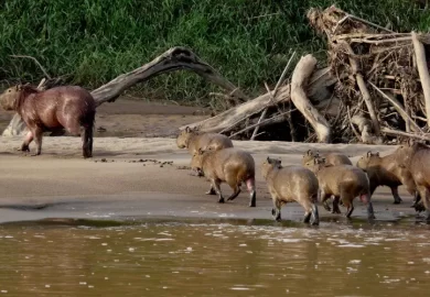 Tambopata Nativa6