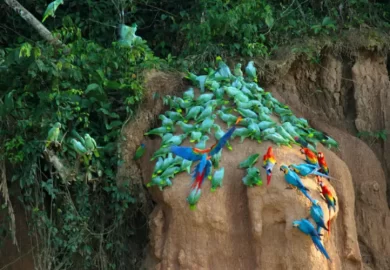 Tambopata Nativa7