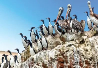 Tour a las Islas Ballestas en Ica-2