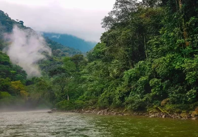 Explorando los Bosques de Protección de Pagaibamba y su Fauna Endémica