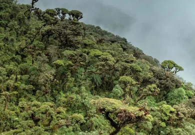 Sendero al Bosque de Nubes: Un Paraíso en las Alturas