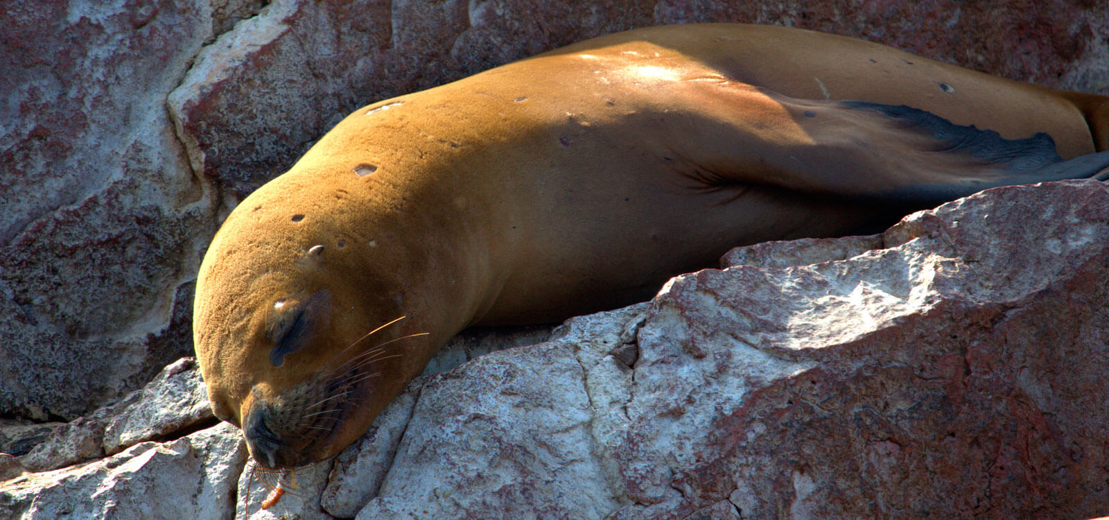 Tour Islas Ballestas