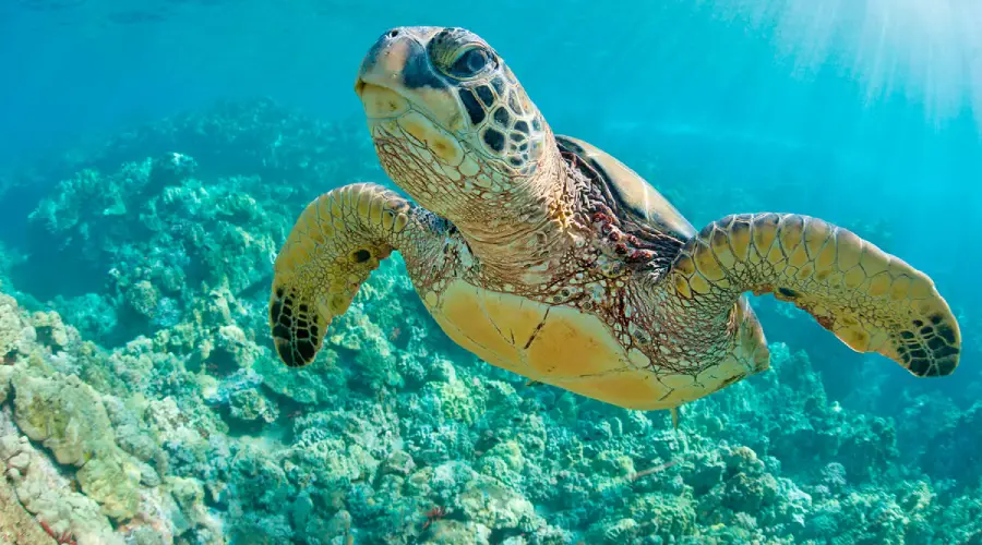 nado con tortugas