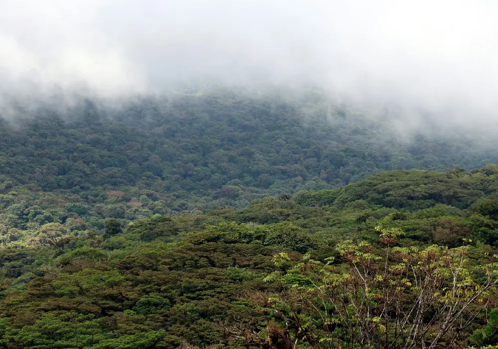 Sendero al Bosque de Nubes
