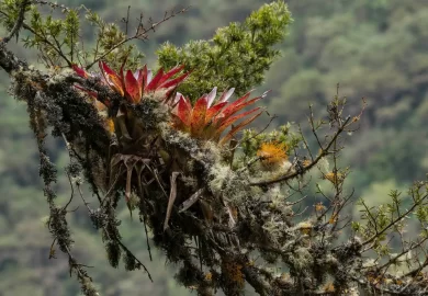 Observación de Aves en el Santuario Nacional de Ampay