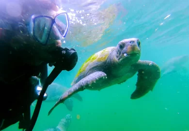 ¿Conocías el nado con tortuga en Máncora?
