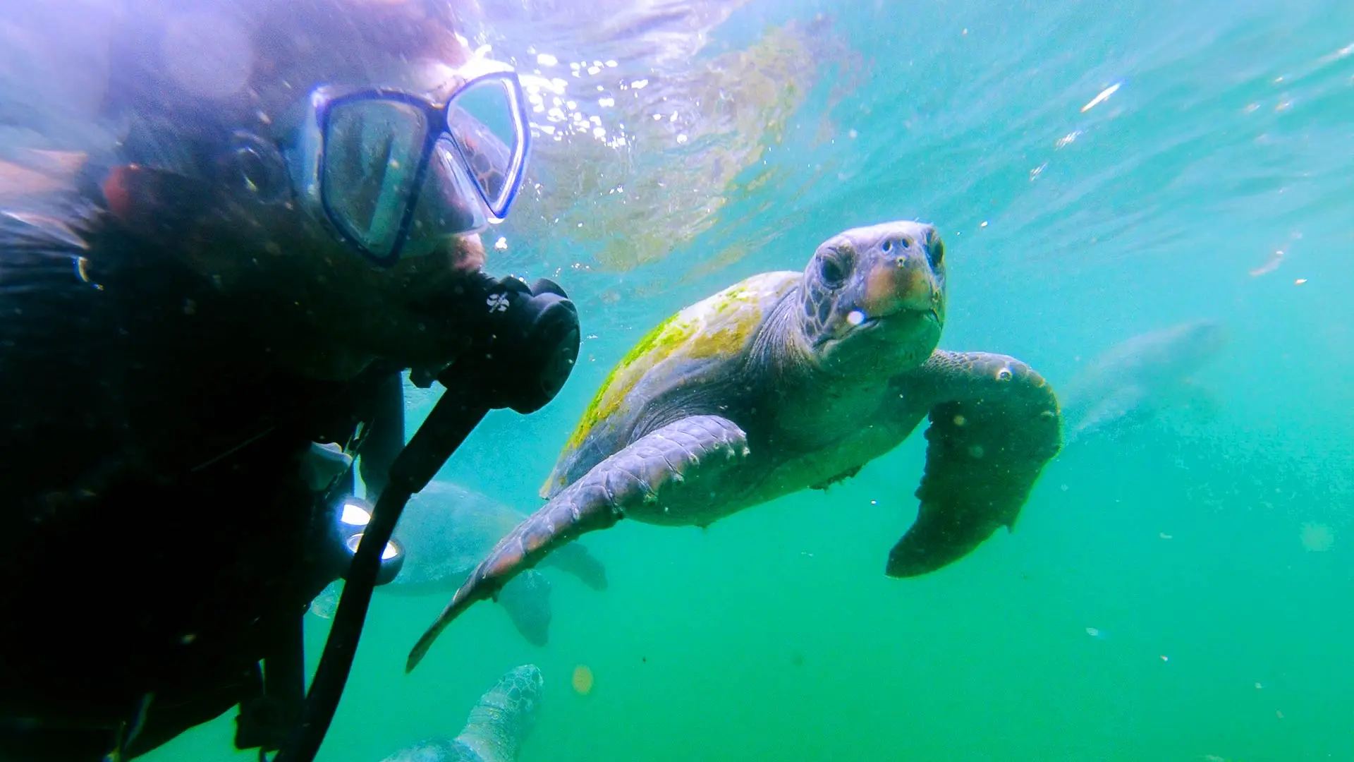¿Conocías el nado con tortuga en Máncora?