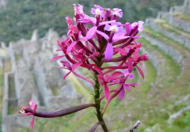 Wiñay Wayna: Explorando la Joya Oculta en el Camino Inca