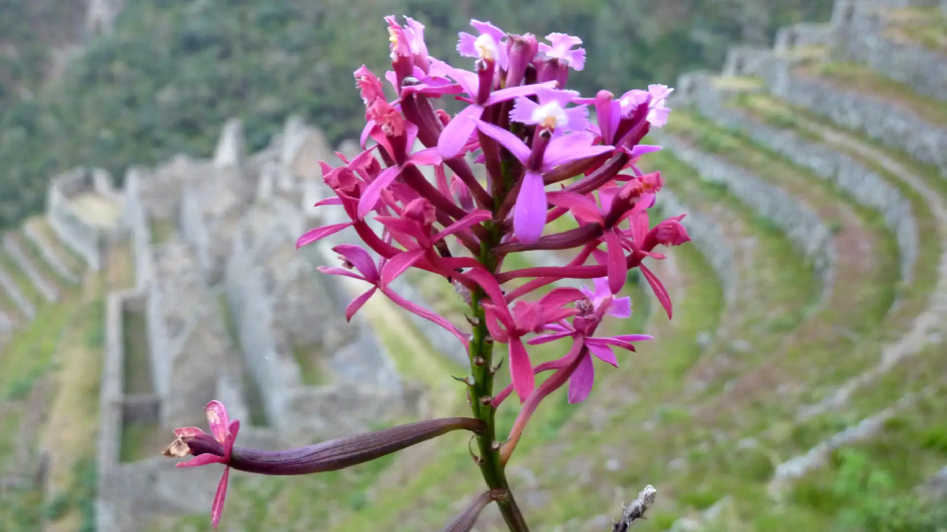 Wiñay Wayna: Explorando la Joya Oculta en el Camino Inca