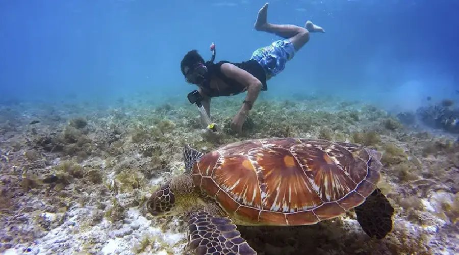 Tortugas Máncora